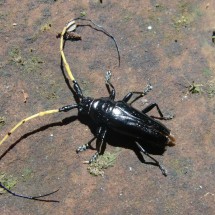 Bug with long antennas